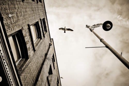 bird flying
