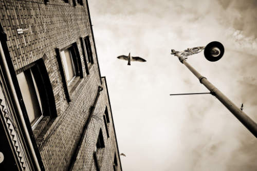 bird flying
